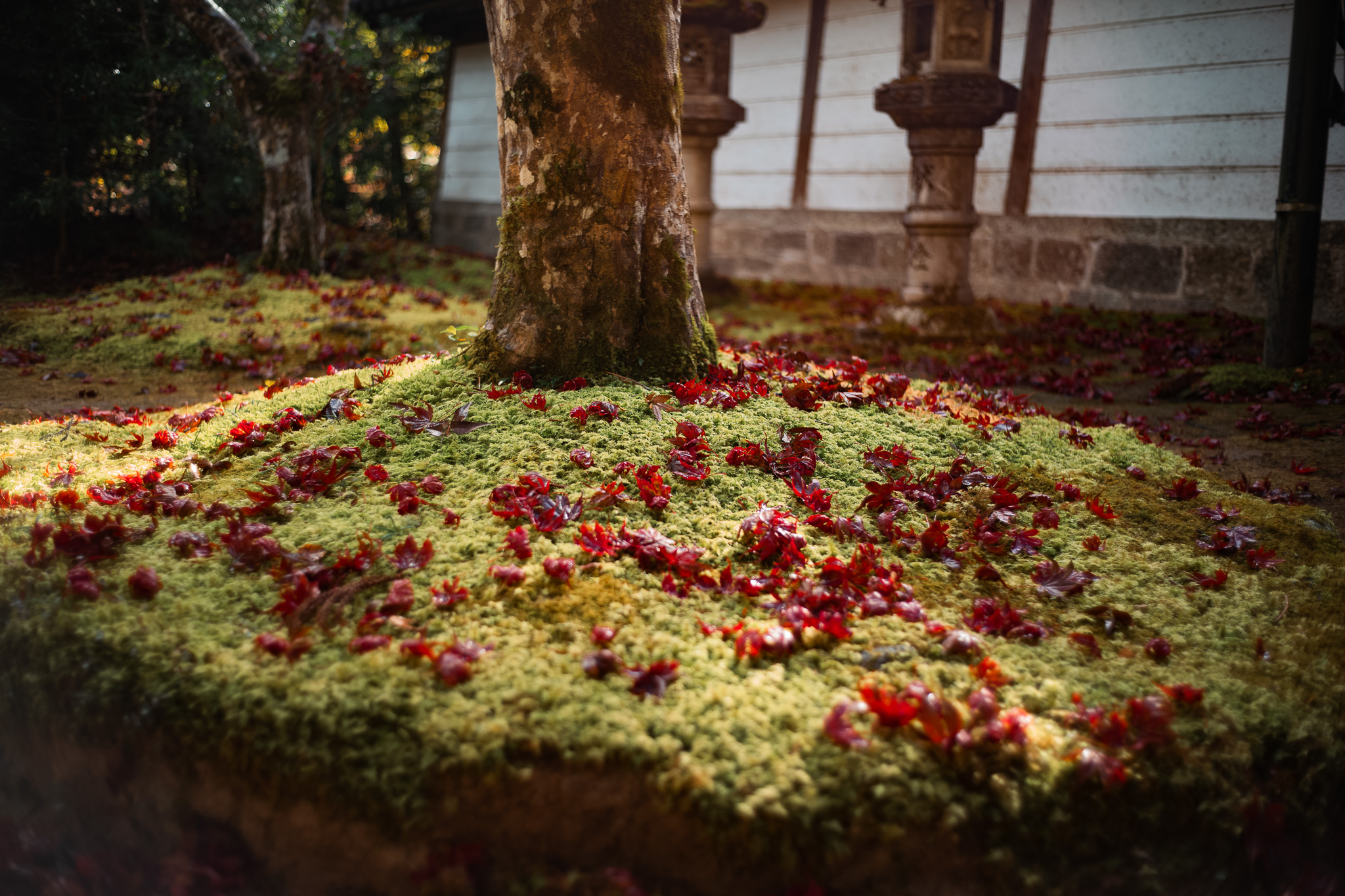 槇尾山「西明寺」の木の下の苔