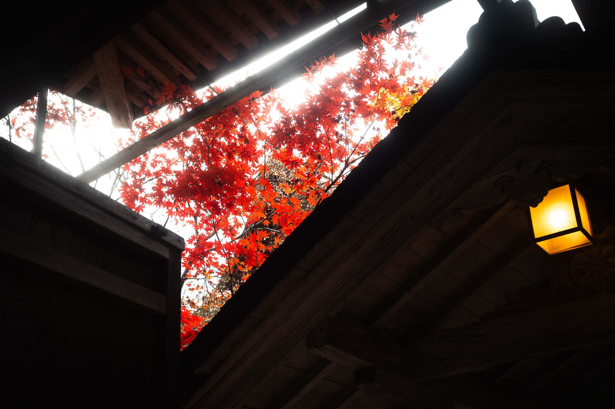 常照皇寺 建物の間にのぞく紅葉